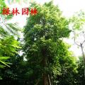 秋枫