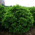 非洲茉莉