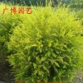 黄金香柳