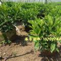 非洲茉莉