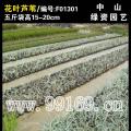 花叶芦苇