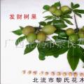 发财树