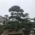黑松
