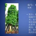 秋枫