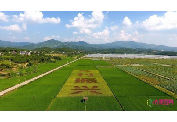 深入实施乡村振兴战略，书写好中华民族伟大复兴的“三农”新篇章 