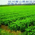 瓜子黄杨