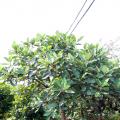  含羞玉兰