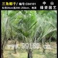 三角椰子
