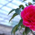 赛菊瓣