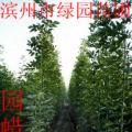 白蜡