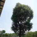 香樟