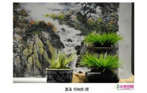 菖蒲展拉开帷幕 “植物文玩”菖蒲盆栽在昆亮相 菖蒲展拉开帷幕 “植物文玩”菖蒲盆栽在昆亮相