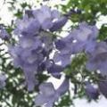 蓝花楹