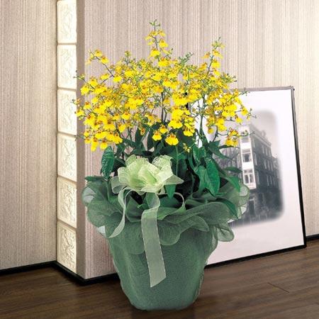 韩剧中的盆景花束浪漫法则