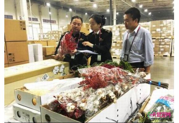 郑州海关首次监管荷兰鲜花入境 郑州海关首次监管荷兰鲜花入境