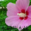 木槿