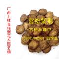 宫粉紫荆