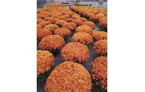 国庆用花特推--花园小菊