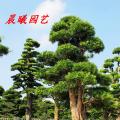 罗汉松