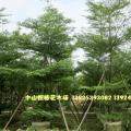 小叶榄仁 细叶榄仁