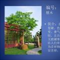 檀树