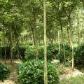 非洲茉莉