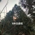 白皮松