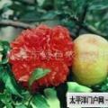 牡丹花石榴
