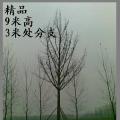 2-80公分银杏树13869956257