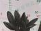140#黑金刚