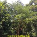 红花楹