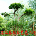 细叶榕