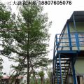 小叶榄仁