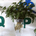 增氧花瓶可水培可养鱼，可增氧的水族多用专利花盆，鱼花共生