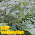 黄花梨