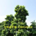 秋枫