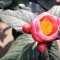 四季海棠茶花