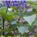 香玲核桃苗