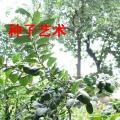 香水柠檬