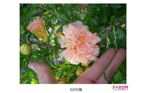 牡丹石榴树苗为何热销? 牡丹石榴树苗为何热销?