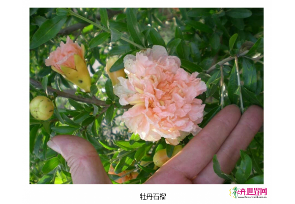 牡丹石榴树苗为何热销？