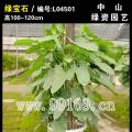 绿宝石