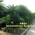 多头苏铁