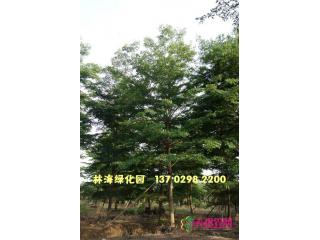 小叶榄仁