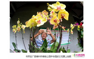 广西柳州举行“兰花连莲看”科普展