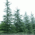 雪松