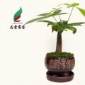 小森林