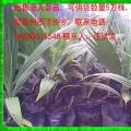 老人葵苗