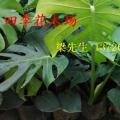春羽