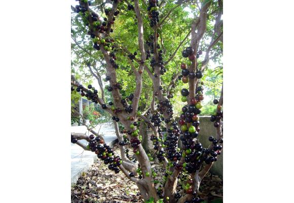 2012.2.27本地開花結果 歡迎預訂嘉寶果果實